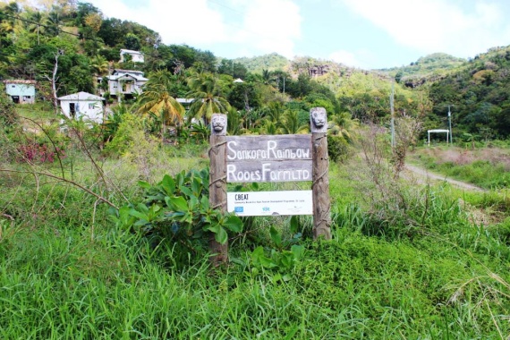 sankofa-rainbow-roots-farm-in-st.lucia